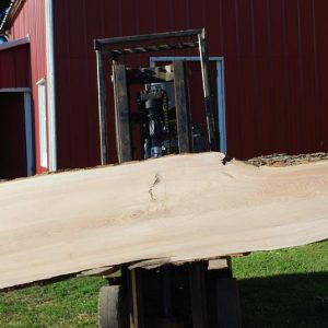Kentucky Coffee Wood Slab 2" X 28-28-22" X 94"